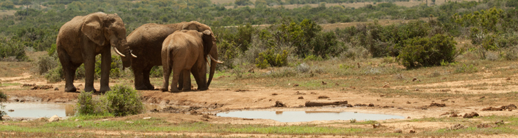 Vakantiemogelijkheden Zuid-Afrika